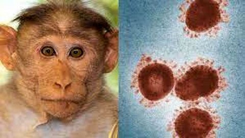 آیا «آبله میمون» جایگزین کرونا می شود/تکرار یک ماجرای ویروسی