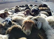 کشف 152 راس گوسفند قاچاق در شهرستان دهلران